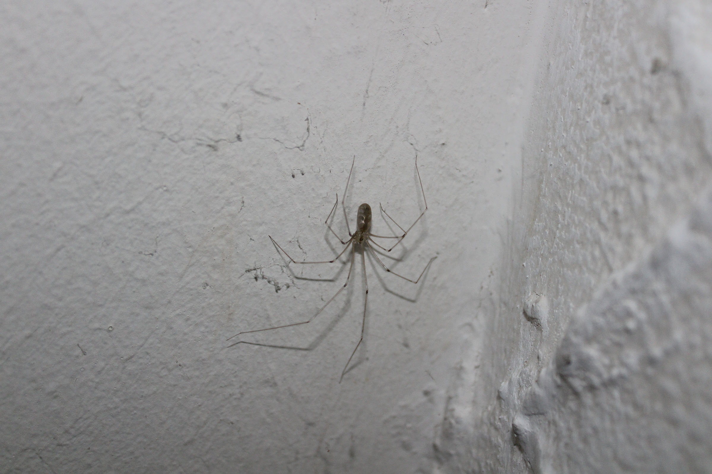 cellar spider on the wall of a basement